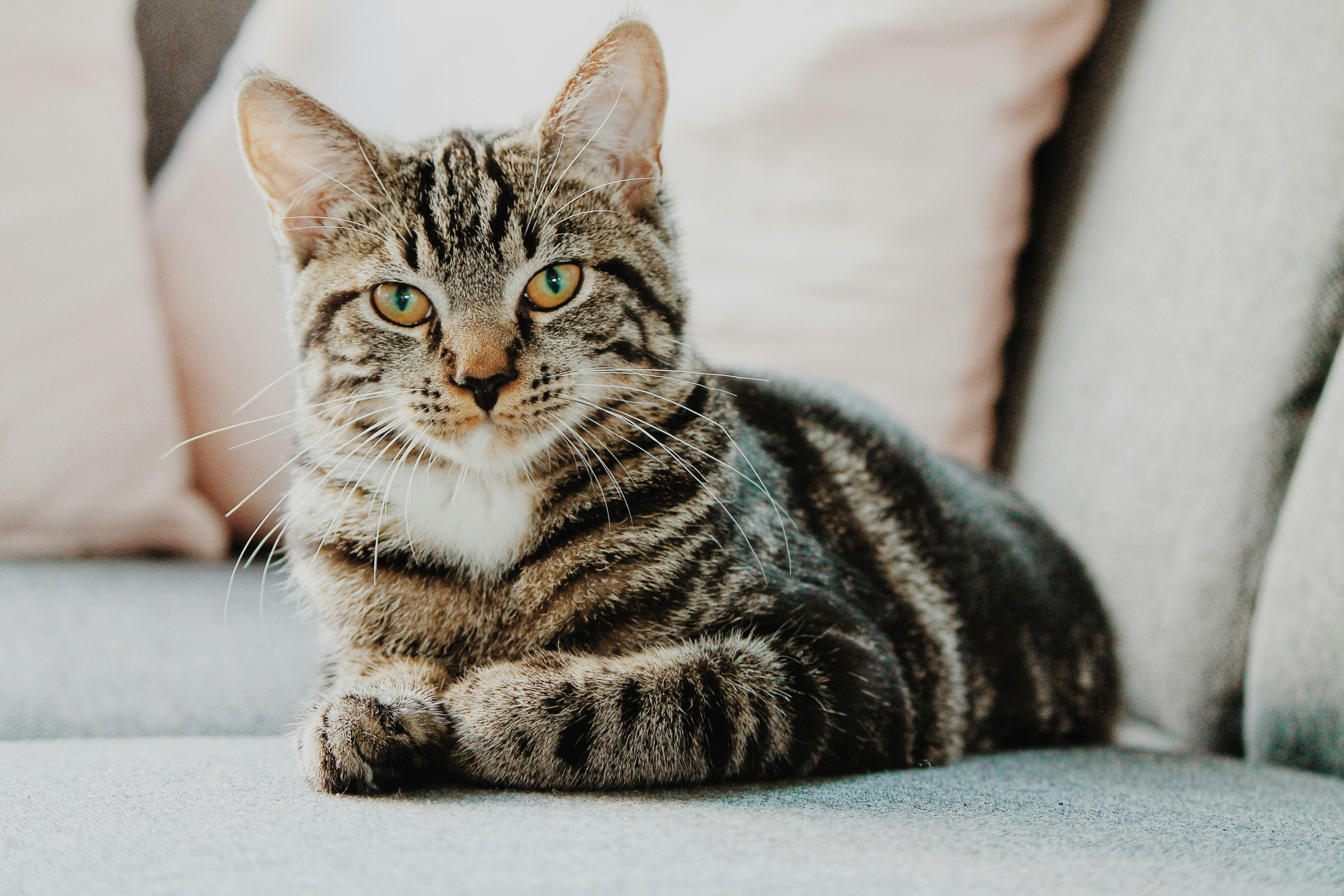 $MEW Cat Pictures, But Make It Deflationary.jpg